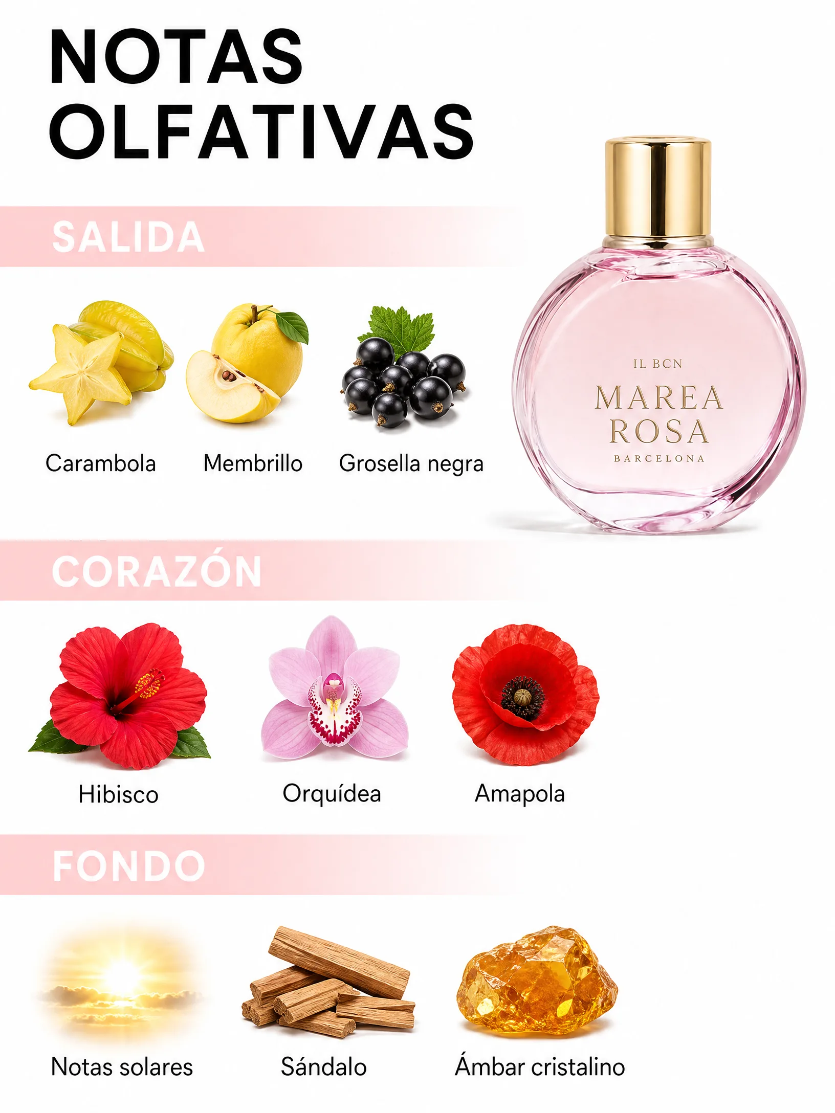 Pirámide olfativa de Marea Rosa con notas de salida, corazón y fondo